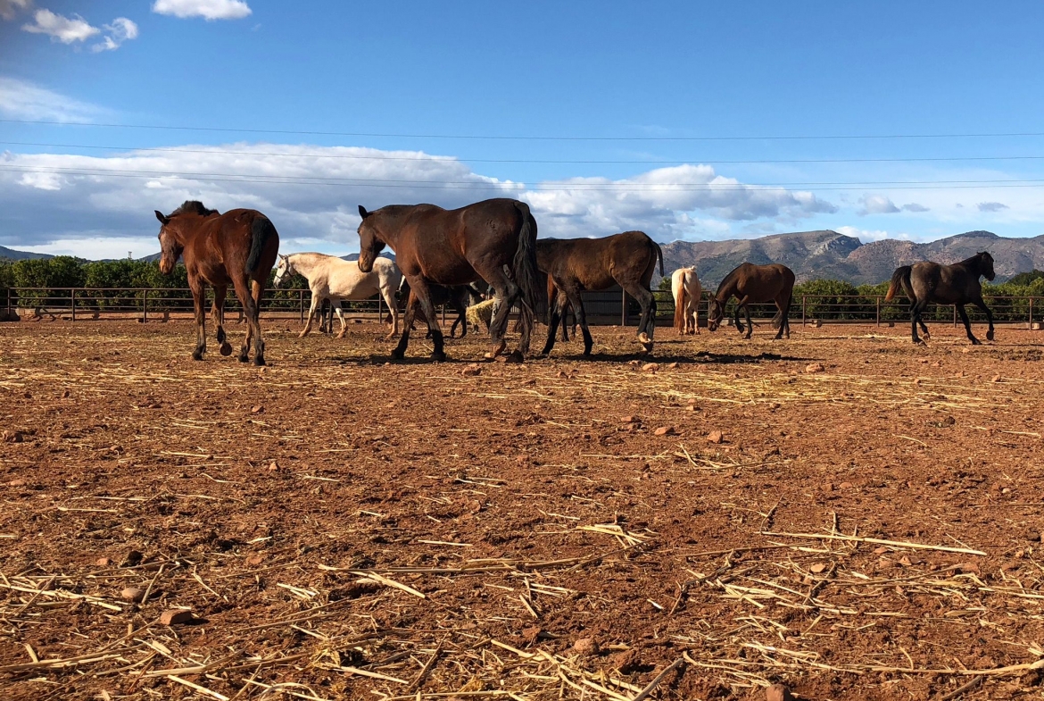 Equestrian Property in Valencia