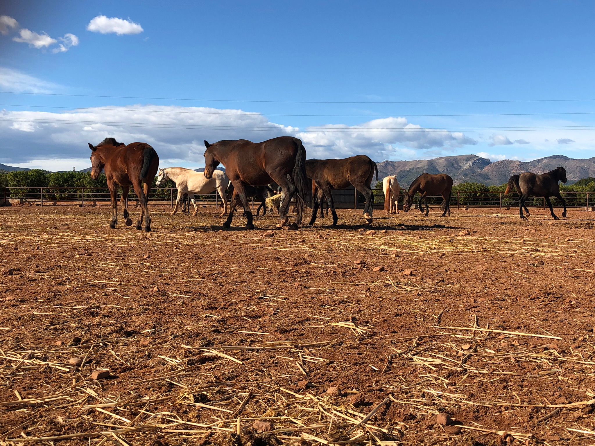 Propiedad Ecuestre Valencia – Cercado Yeguas Finca Ecuestre en Valencia