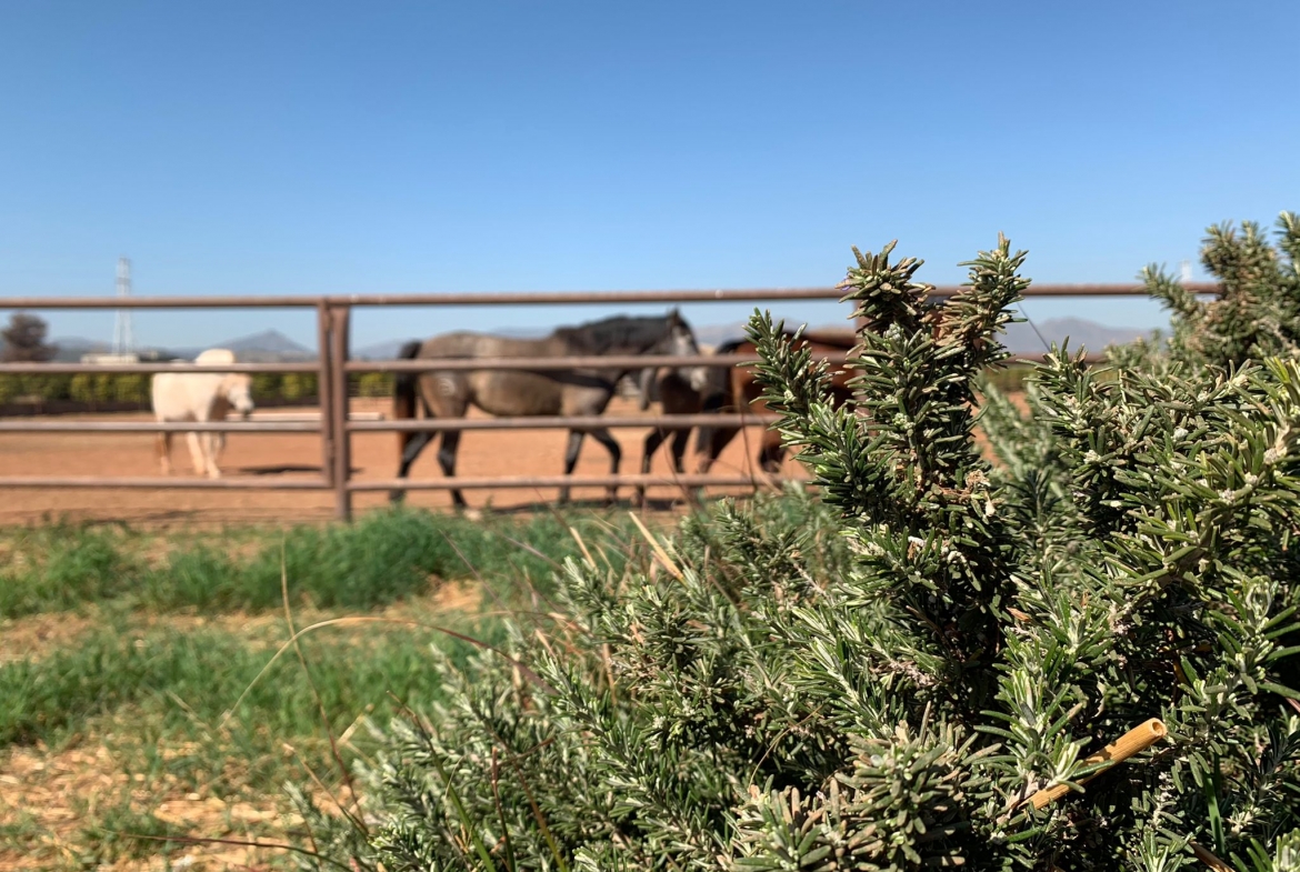 Equestrian Property in Valencia
