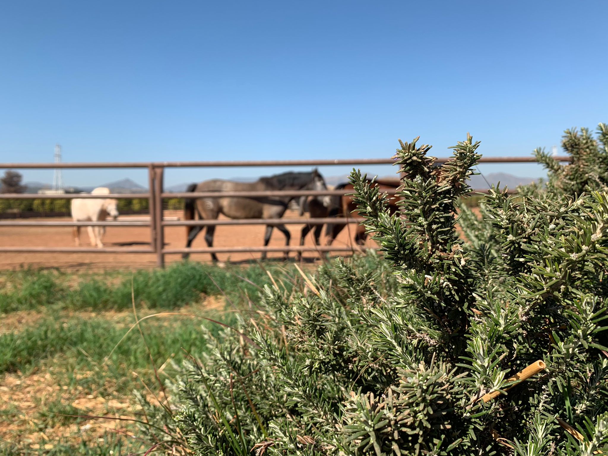 Propiedad Ecuestre Valencia – Cercados Finca Ecuestre en Valencia
