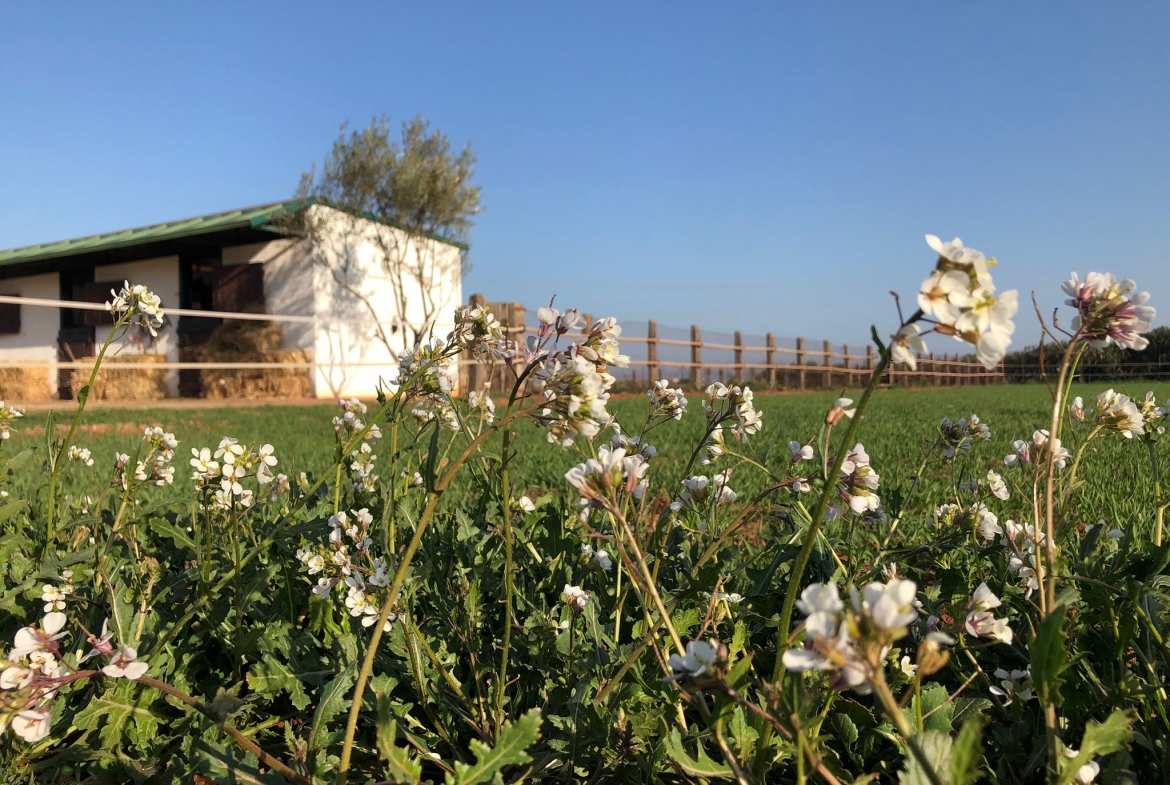 Equestrian Property in Valencia