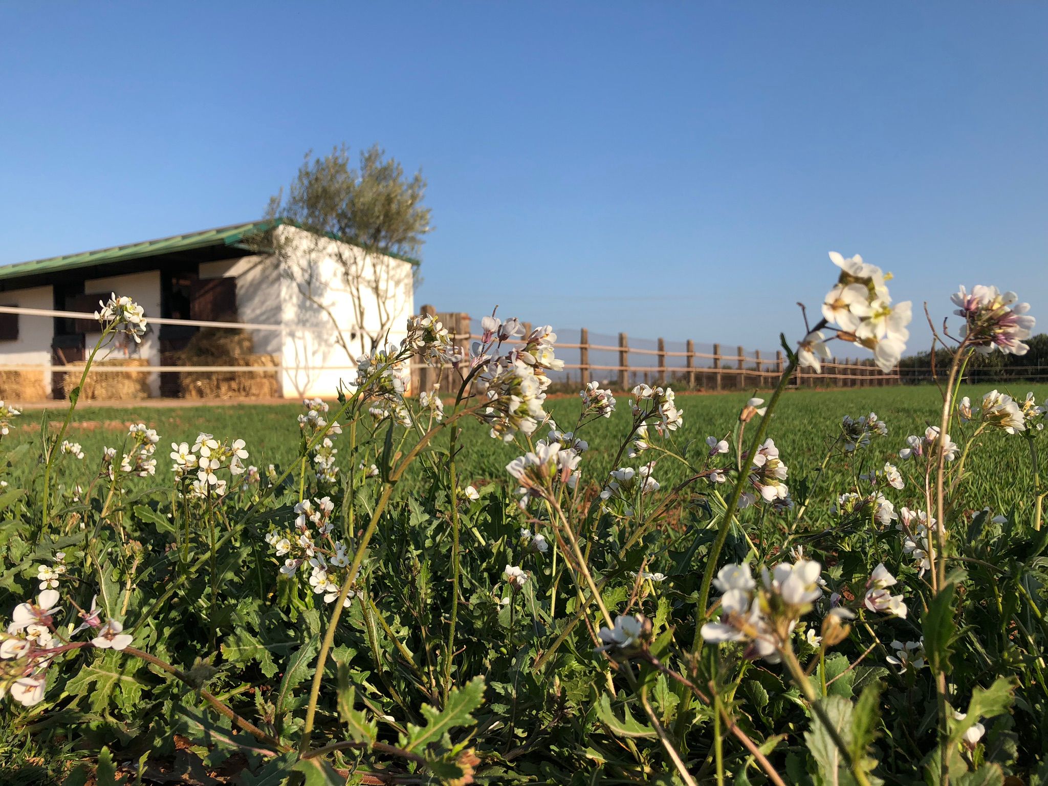 Propiedad Ecuestre Valencia – Prados y Cuadras Finca Ecuestre en Valencia