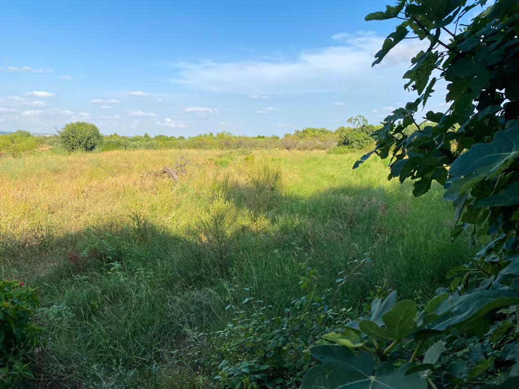 FINCA EN VENTA VALENCIA - MOLINO - PASTOS 3