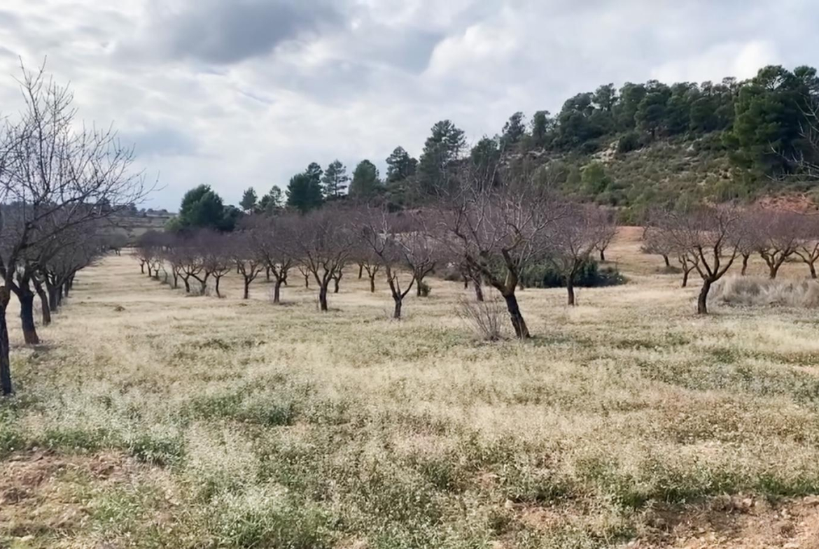 Finca Rústica en Cofrentes en Venta