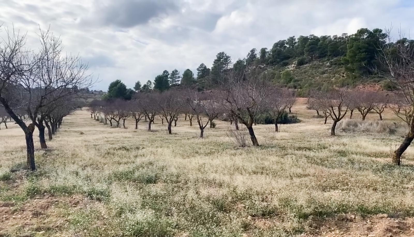 Finca Almendros En Venta Valencia – Almendros 1 Finca Rústica en Cofrentes en Venta
