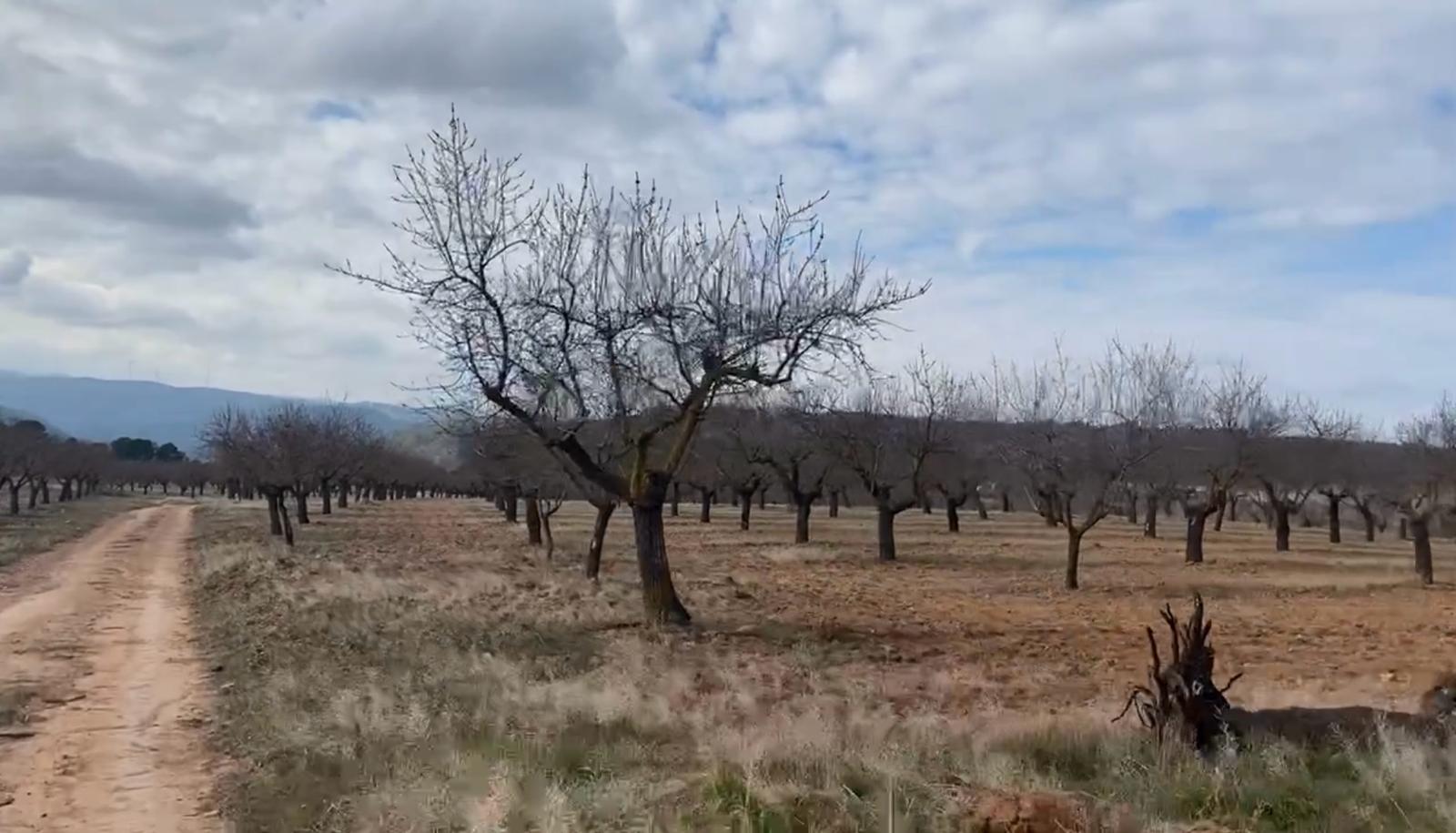 Finca Almendros En Venta Valencia – Almendros 3 Finca Rústica en Cofrentes en Venta