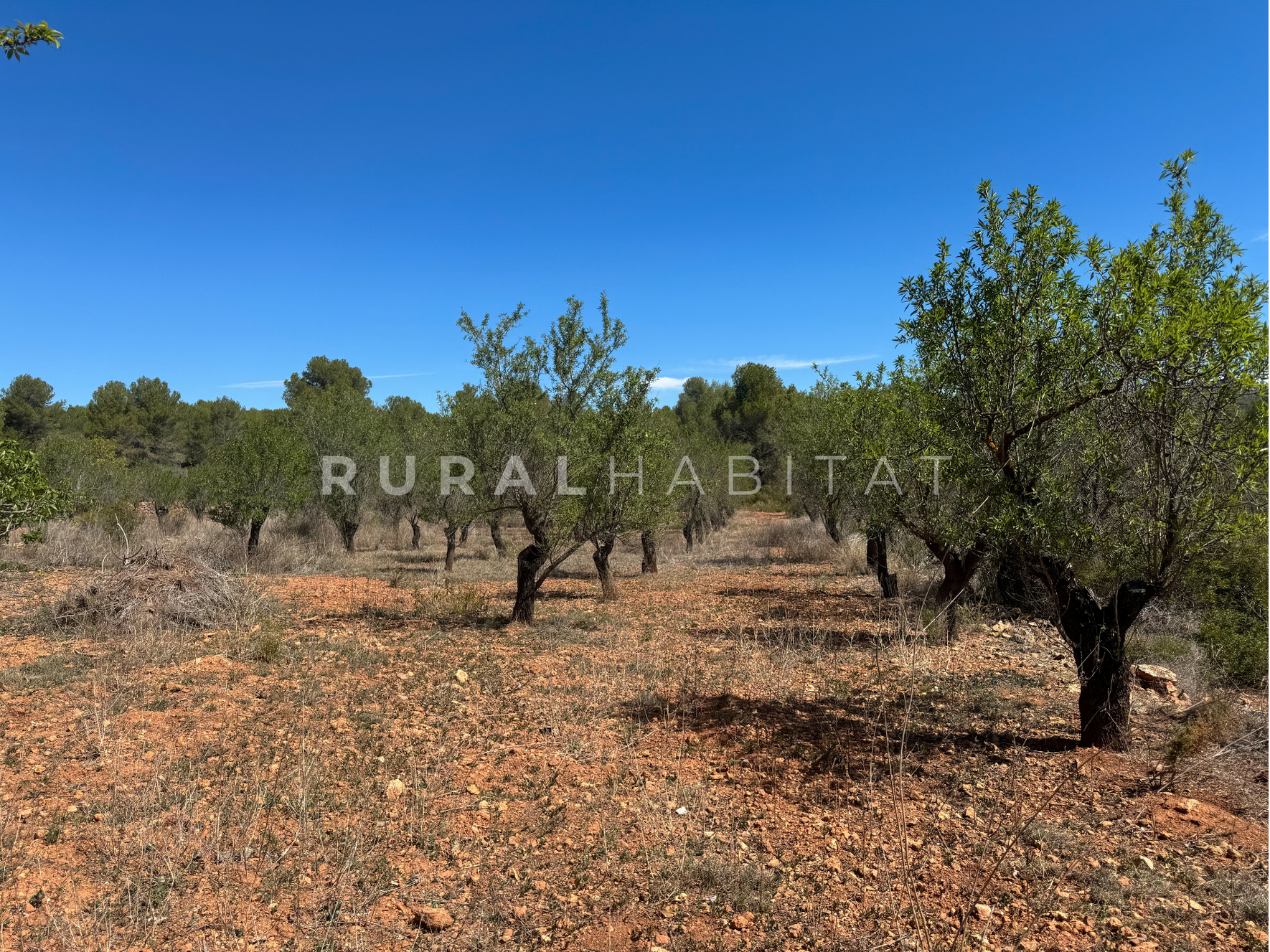 14 Country House for Sale in Alfara de Algimia, Valencia