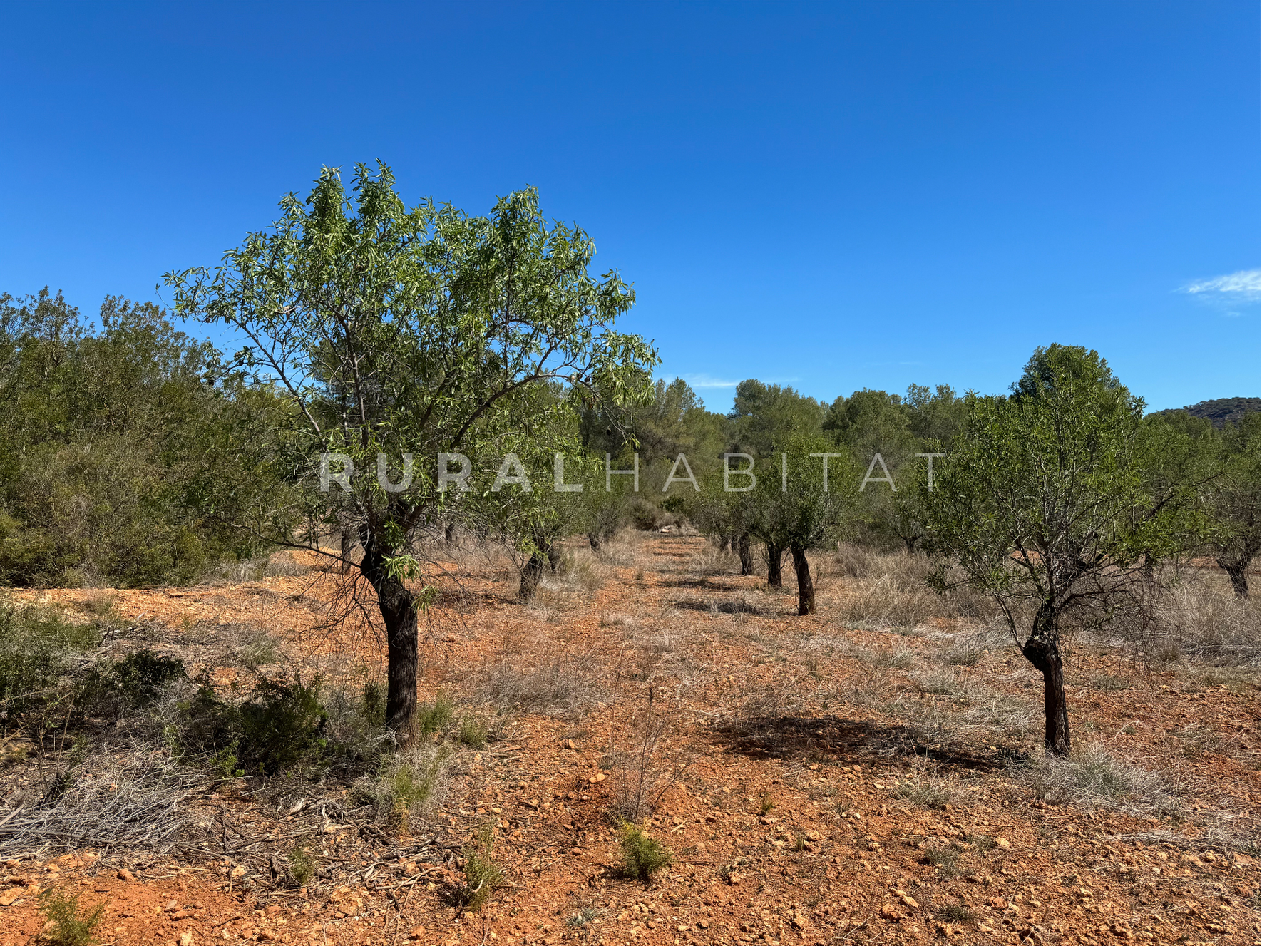 17 Country House for Sale in Alfara de Algimia, Valencia