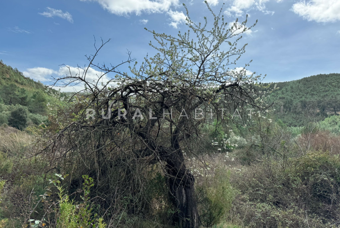 Finca en Venta Valencia Manantiales - Arbol