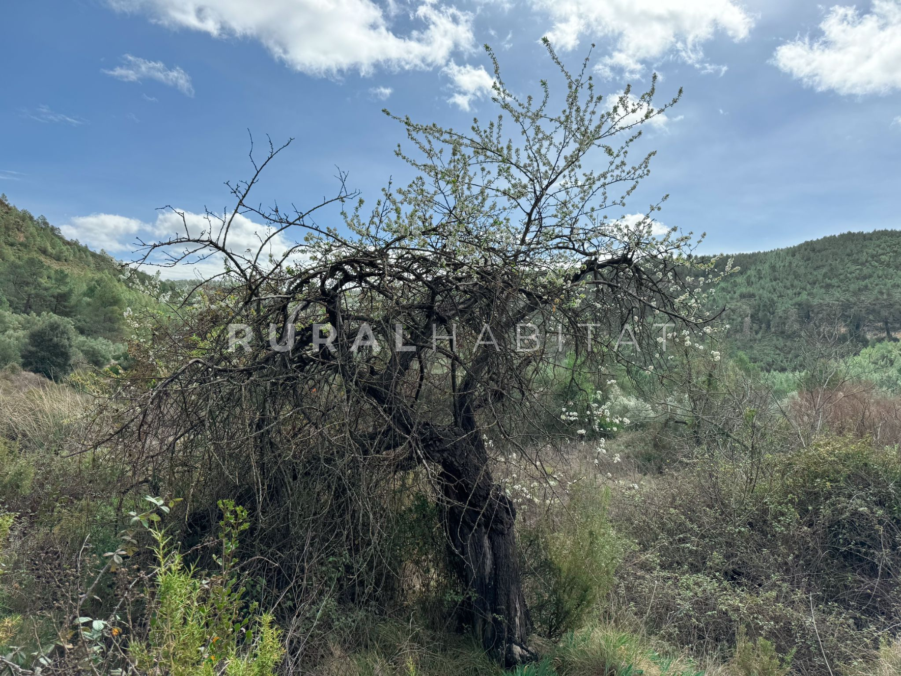 21 Finca en Venta Valencia Manantiales - Arbol