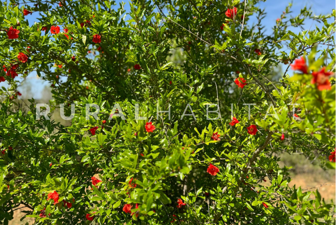 Finca Ecuestre en Venta en Alcocebre