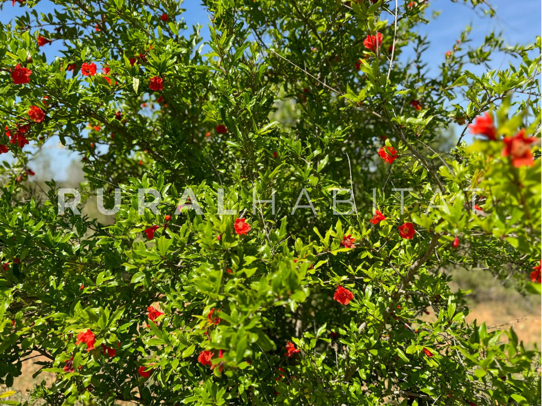29 Finca Ecuestre en Venta en Alcocebre