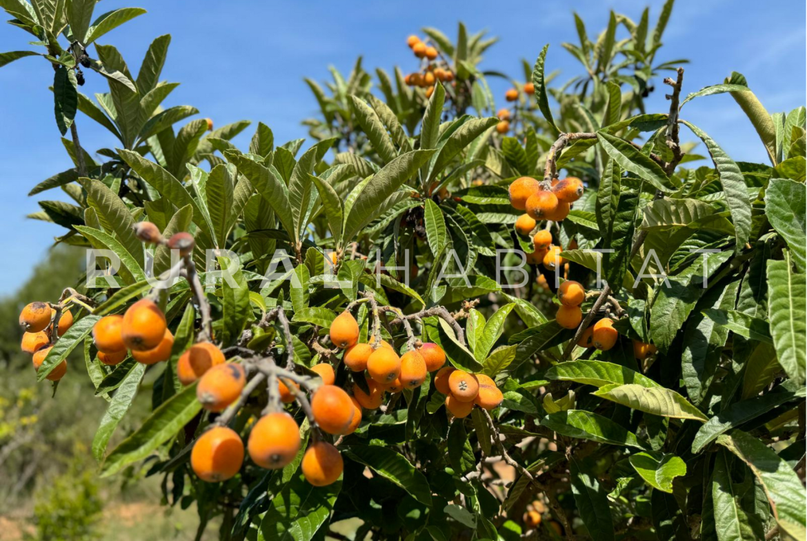 Finca Ecuestre en Venta en Alcocebre