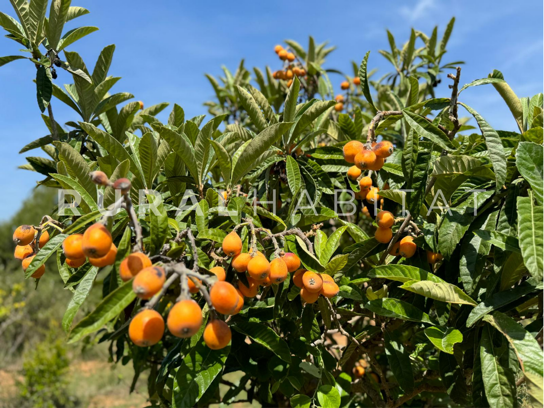 32 Finca Ecuestre en Venta en Alcocebre