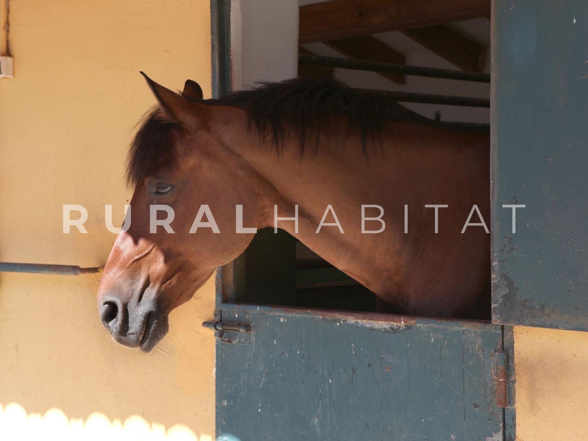 19 Finca ecuestre en venta - cuadras 3