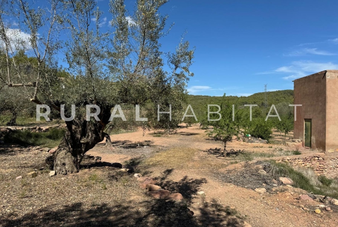 Finca rustica en venta Valencia - Cultivos