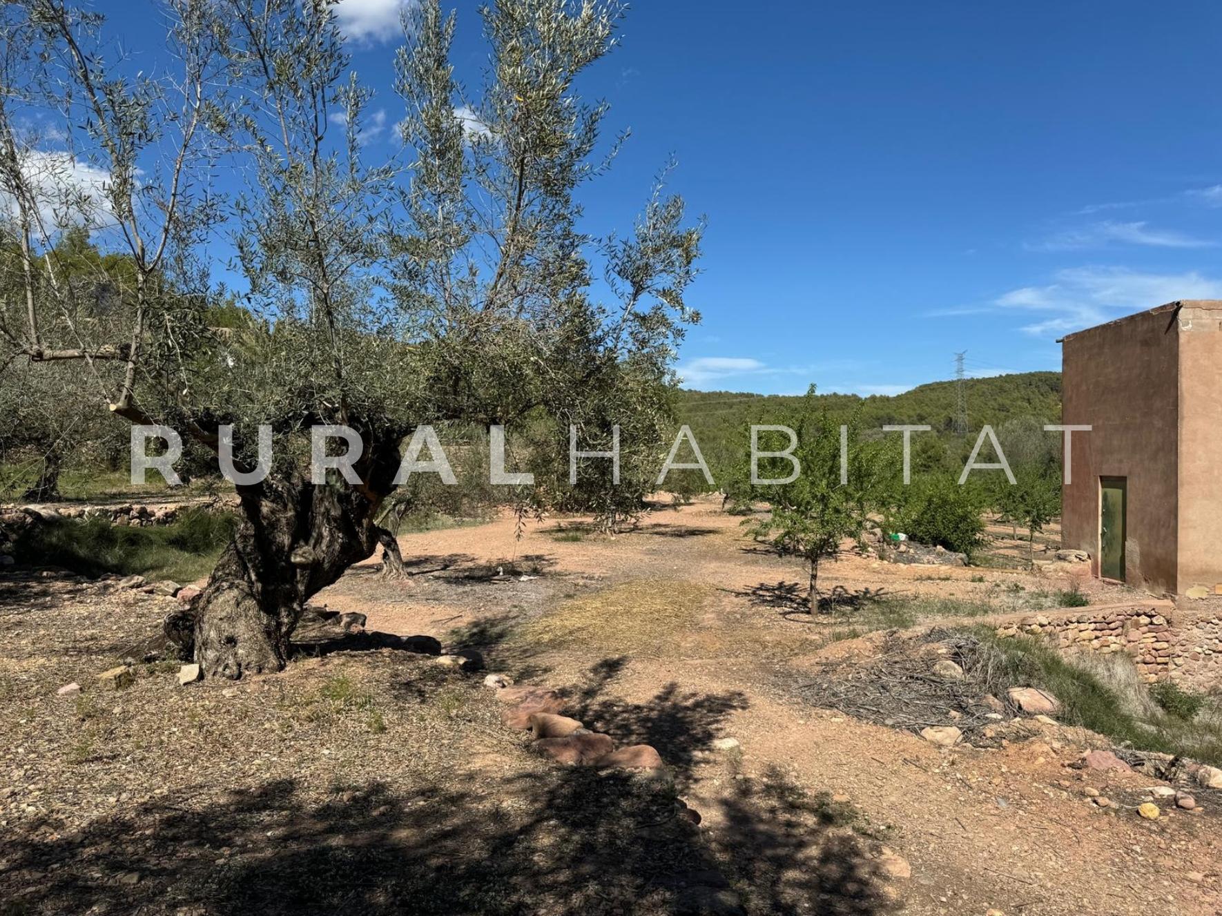 14 Finca rustica en venta Valencia - Cultivos