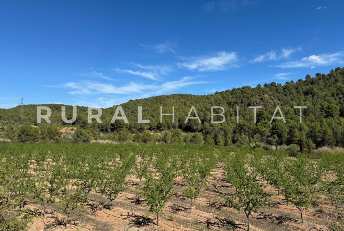 Finca rustica en venta Valencia - Almendros cultivo