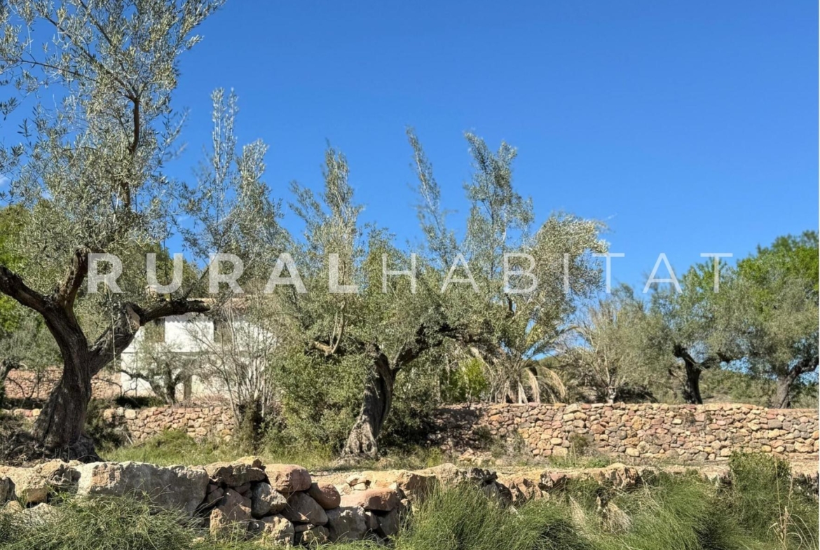 Finca rustica en venta Valencia - Olivos/Masía