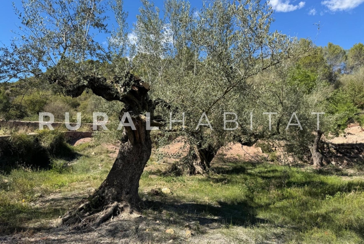 Finca rustica en venta Valencia - Olivos