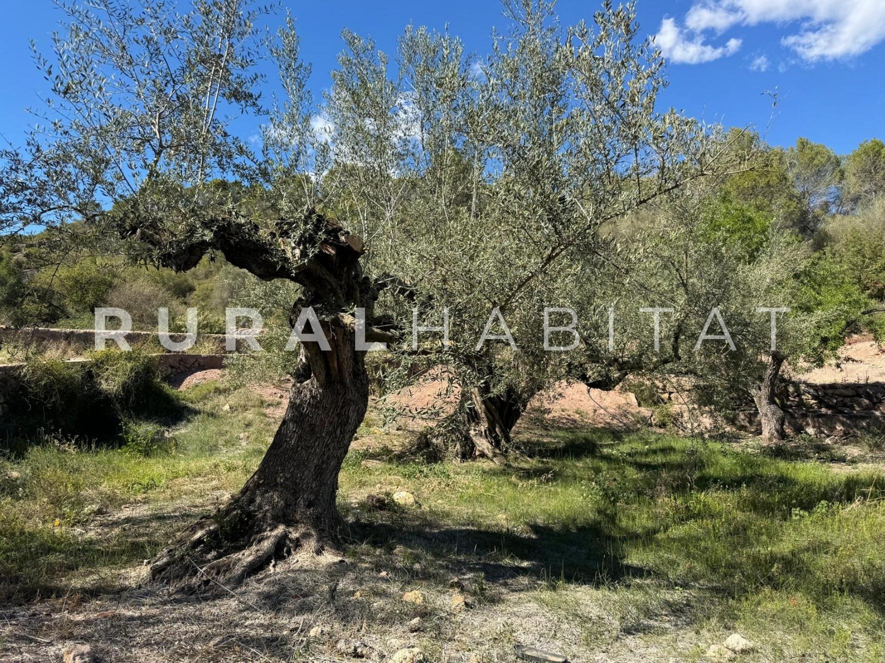 22 Finca rustica en venta Valencia - Olivos
