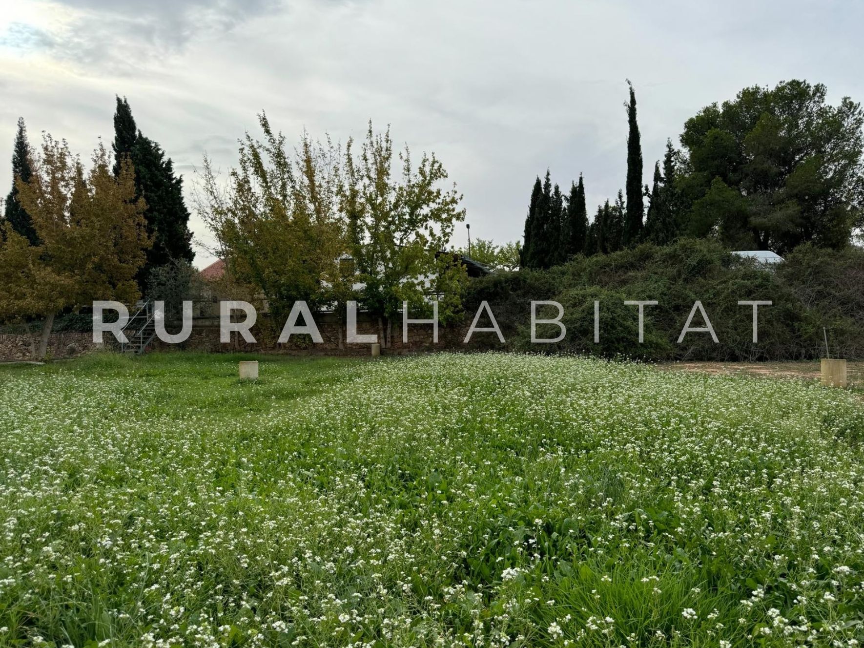23 Finca ecuestre Naquera, Valencia - Pasto caballos