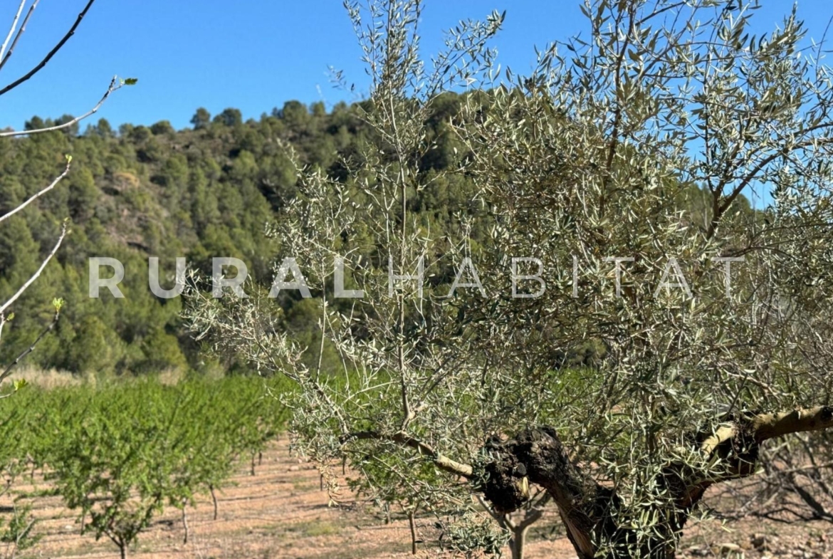Finca rustica en venta Valencia - Almendros