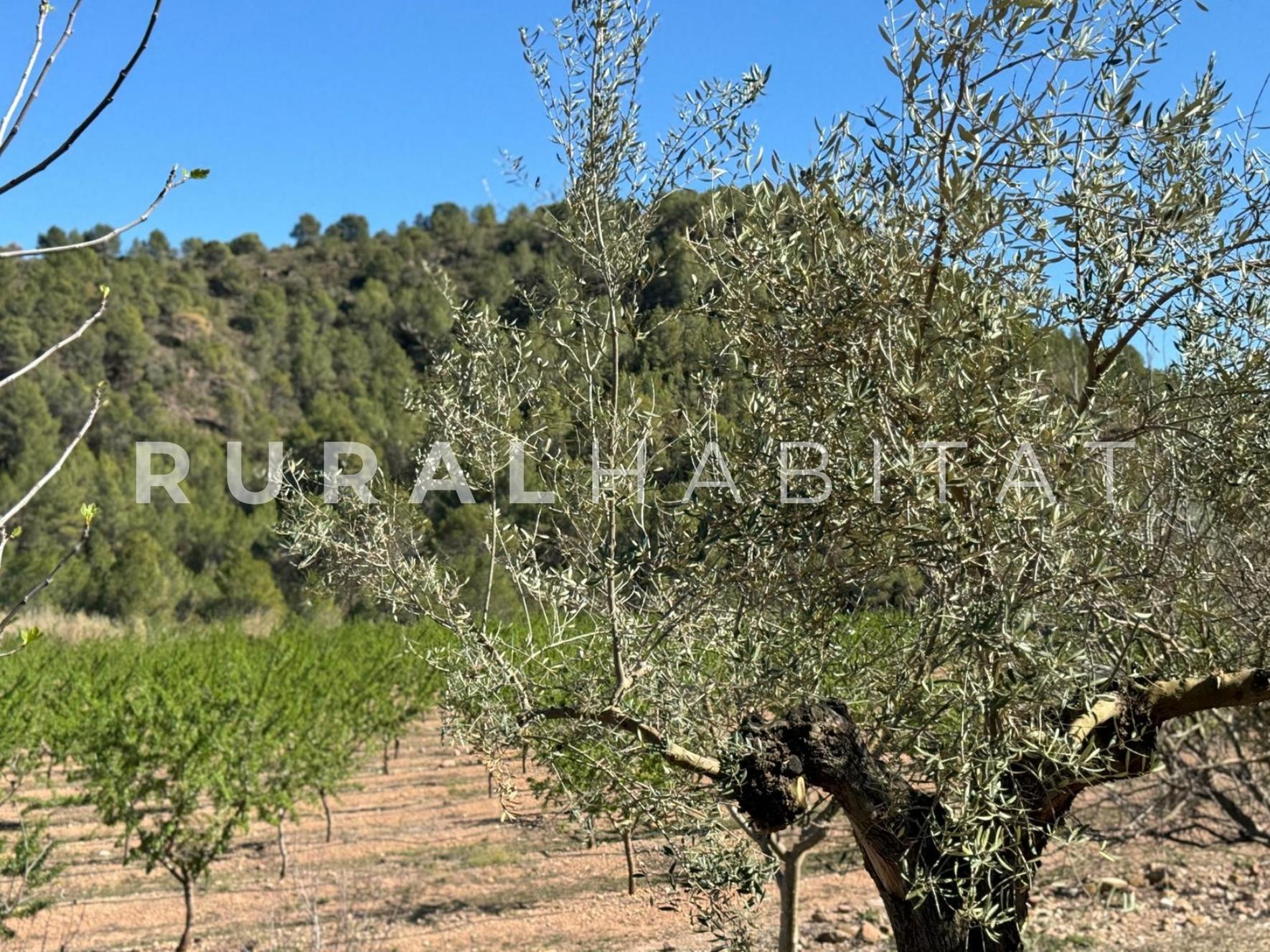 27 Finca rustica en venta Valencia - Almendros